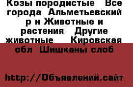 Козы породистые - Все города, Альметьевский р-н Животные и растения » Другие животные   . Кировская обл.,Шишканы слоб.